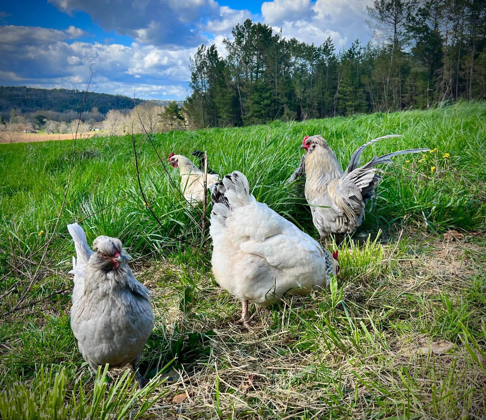 Ferme Gite Le Coeur Des Petits Chenes Saint-Pierre-de-Côle Esterno foto