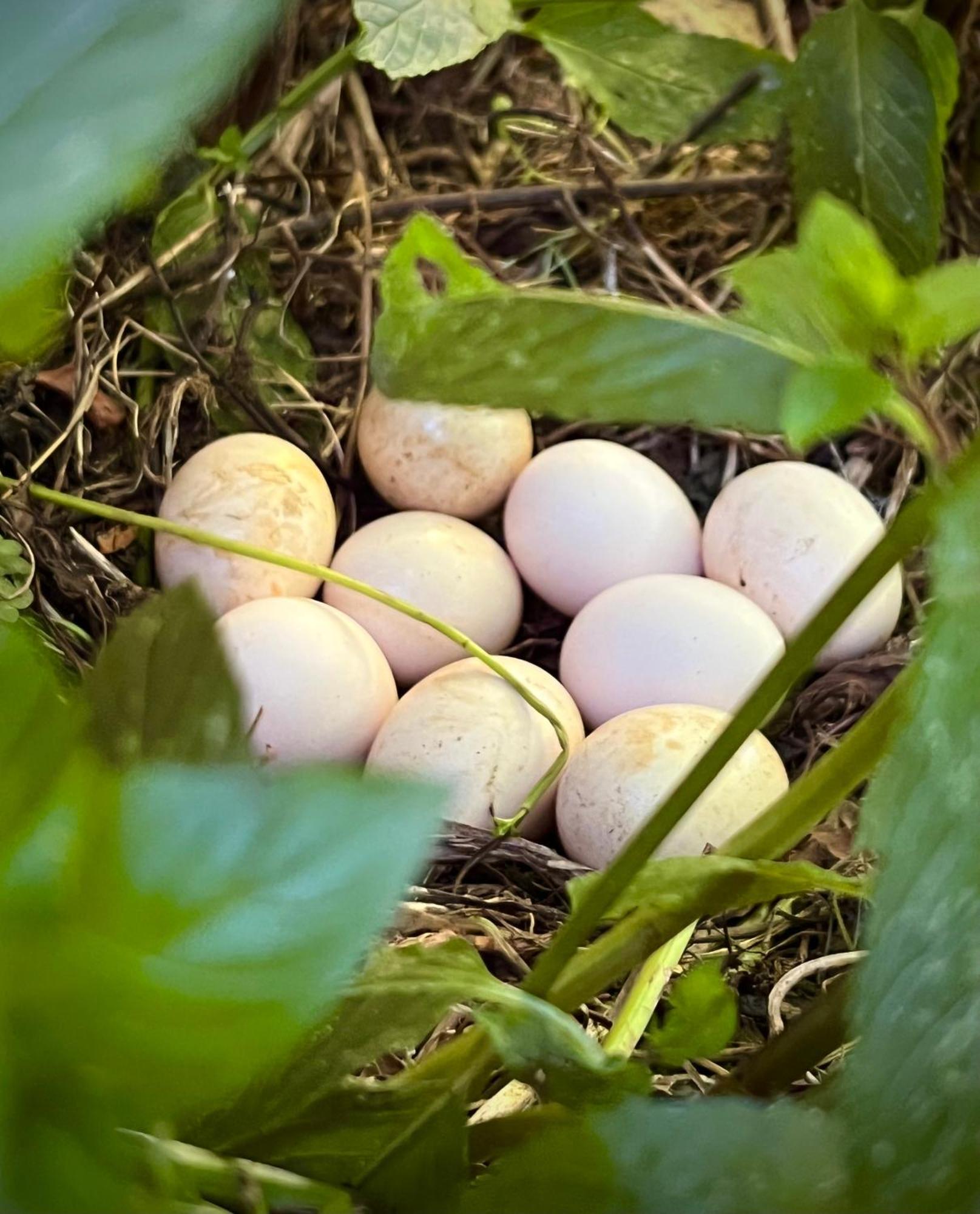 Ferme Gite Le Coeur Des Petits Chenes Saint-Pierre-de-Côle Esterno foto