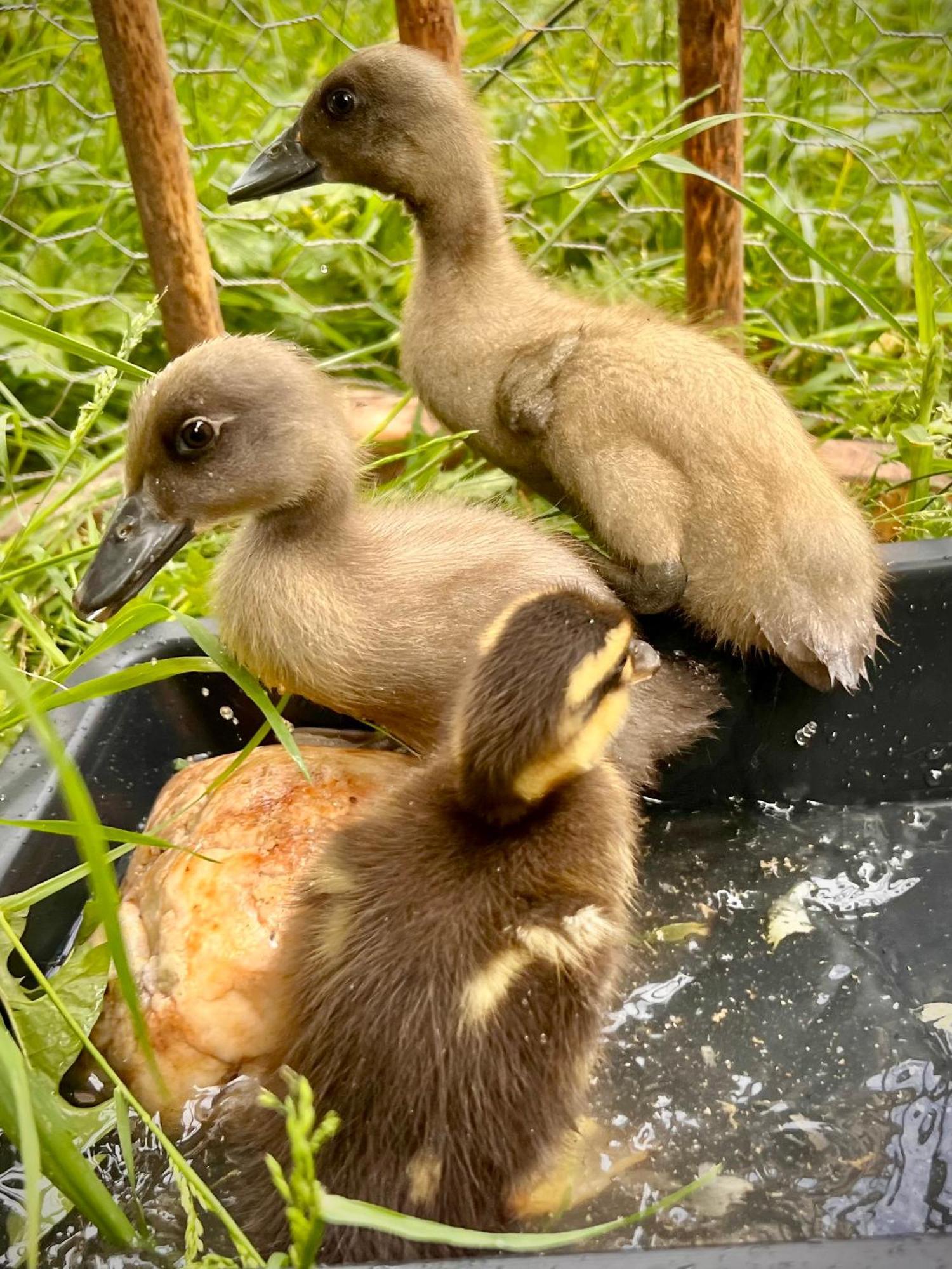 Ferme Gite Le Coeur Des Petits Chenes Saint-Pierre-de-Côle Esterno foto