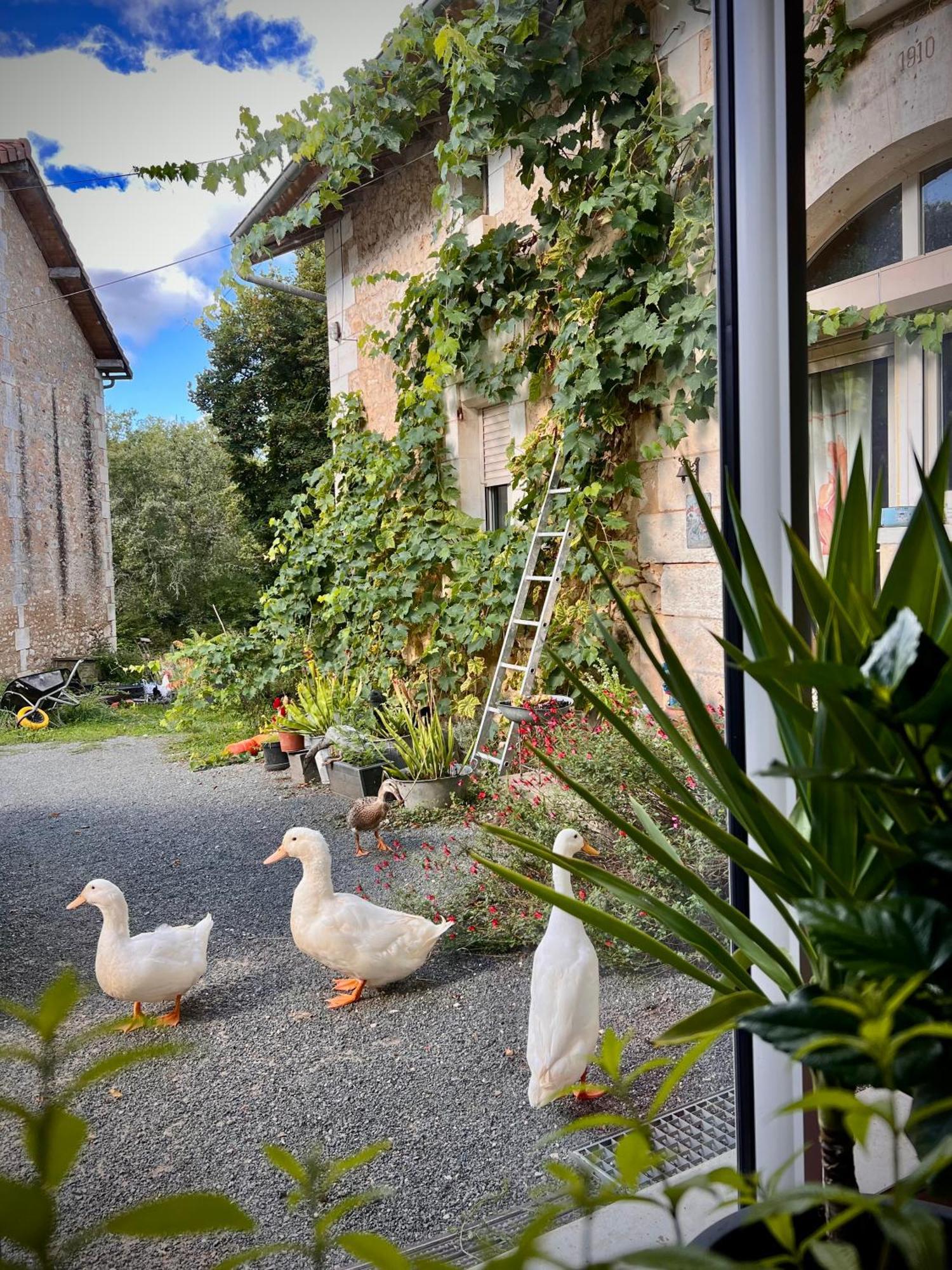 Ferme Gite Le Coeur Des Petits Chenes Saint-Pierre-de-Côle Esterno foto