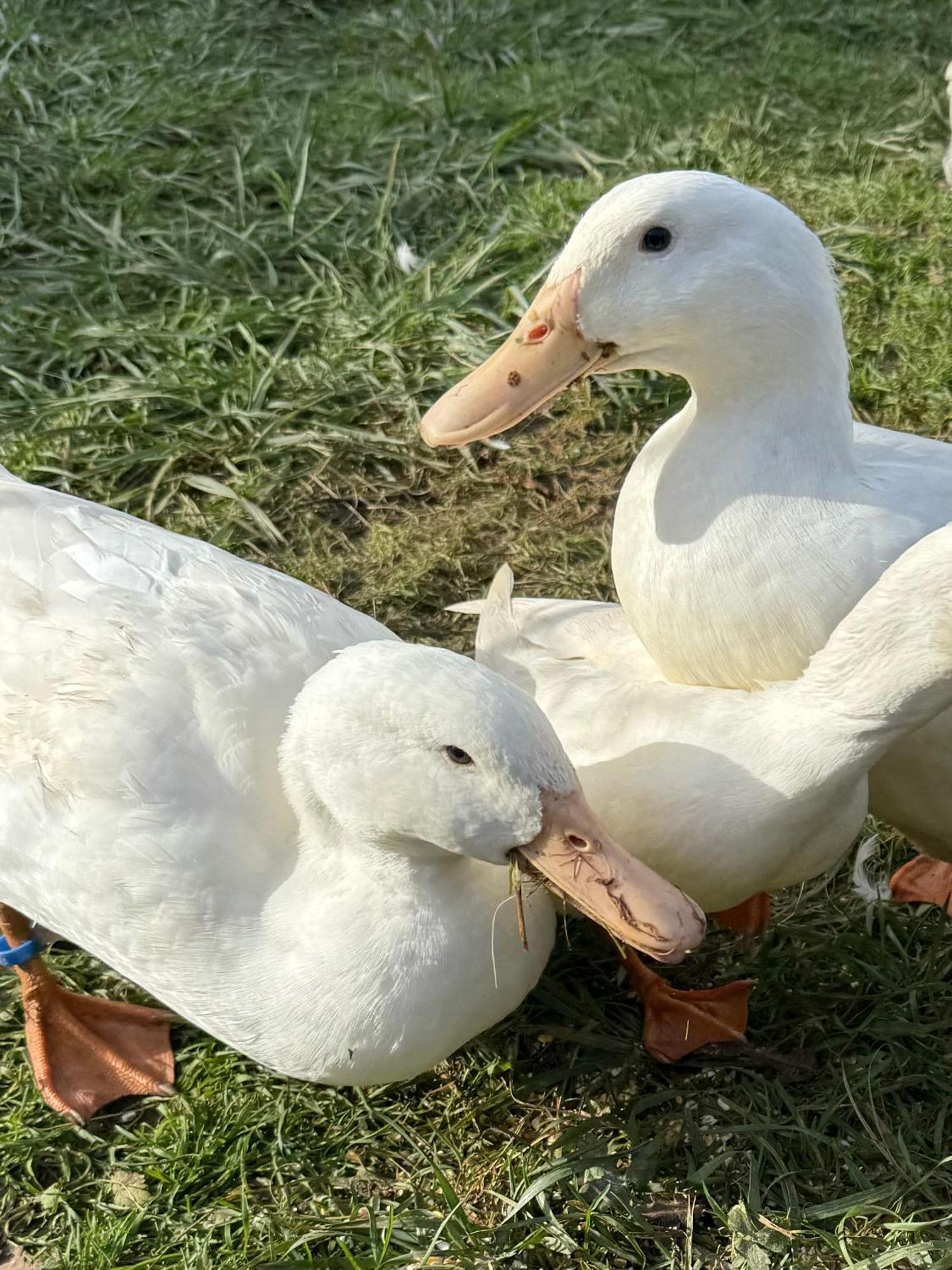 Ferme Gite Le Coeur Des Petits Chenes Saint-Pierre-de-Côle Esterno foto