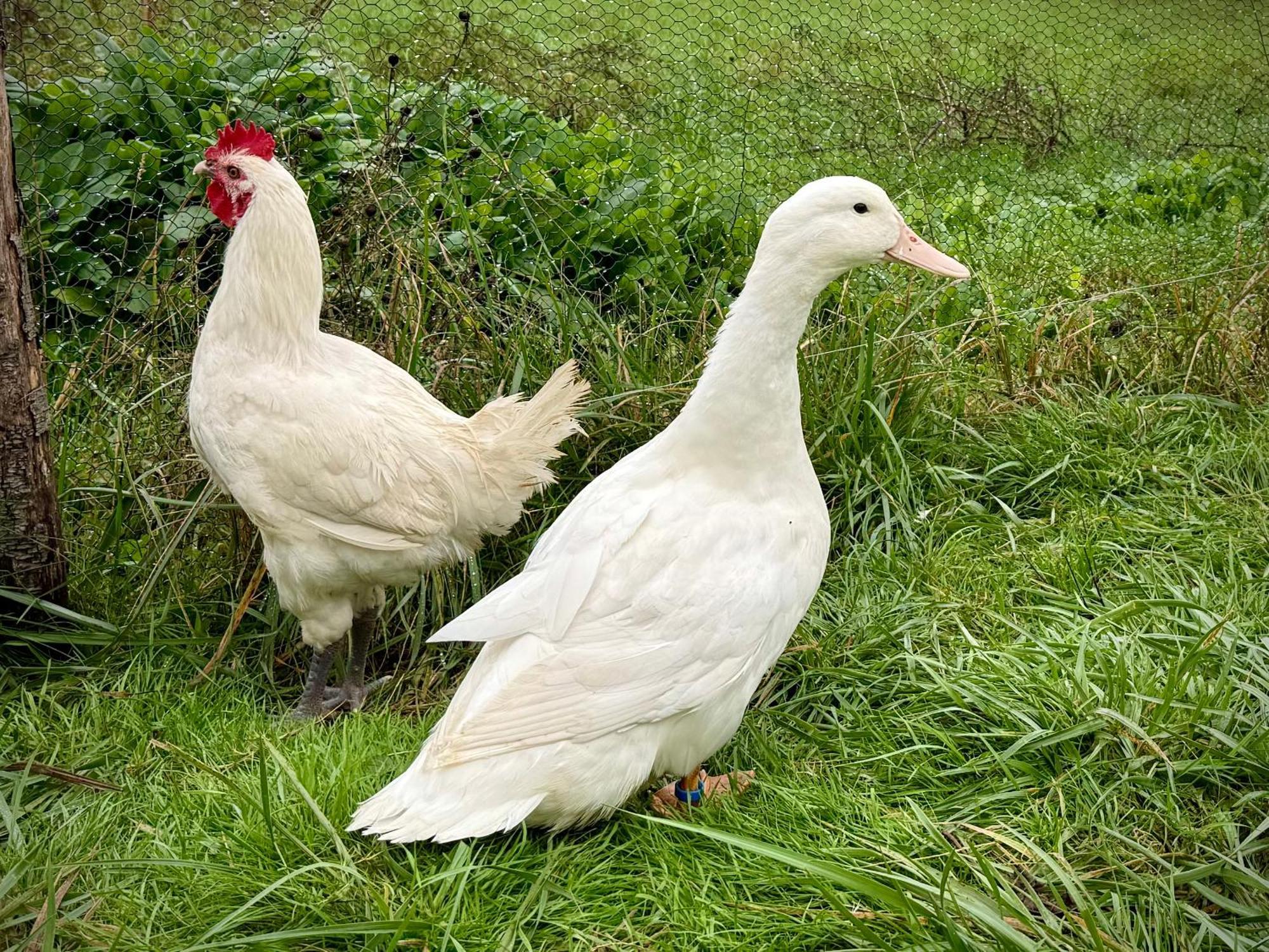 Ferme Gite Le Coeur Des Petits Chenes Saint-Pierre-de-Côle Esterno foto