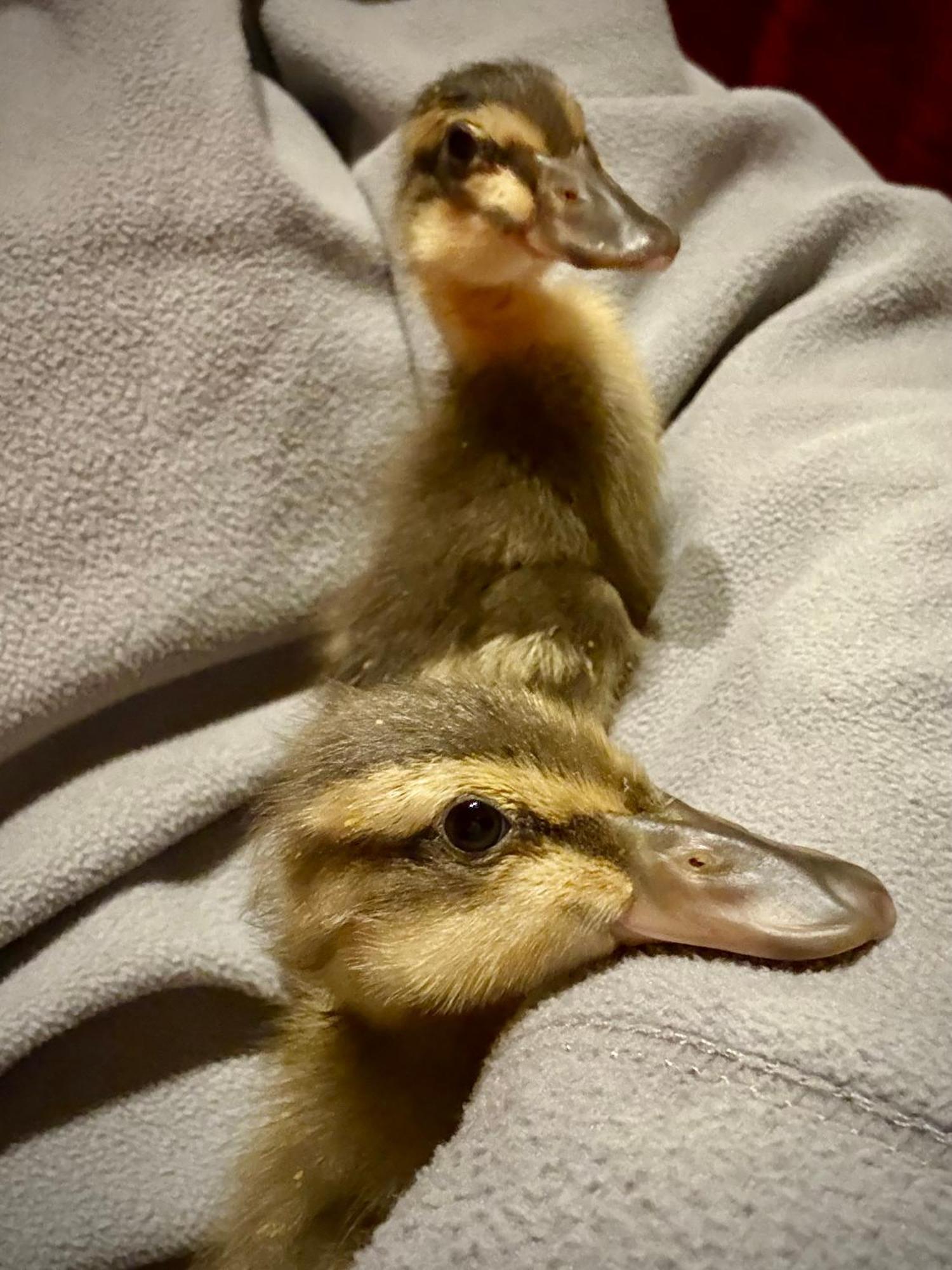Ferme Gite Le Coeur Des Petits Chenes Saint-Pierre-de-Côle Esterno foto